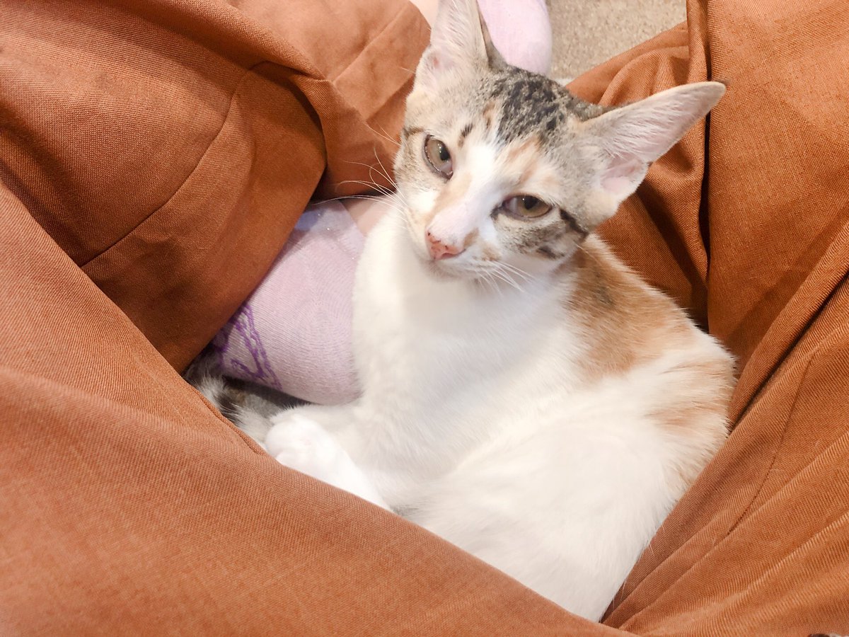 もちこ 一期一会 サチュレム 先日行った 伊豆高原のねこカフェ にゃおん さんでの手厚い接客 神対応の様子その ねこカフェ にゃおん 伊豆高原 神対応 接客上手 もちこ 一期一会 サチュレム 先日行った 伊豆高原のねこカフェ にゃおん さんでの手厚い接客 神対応の様子その ねこカフェ にゃおん 伊豆高原 神対応 接客上手