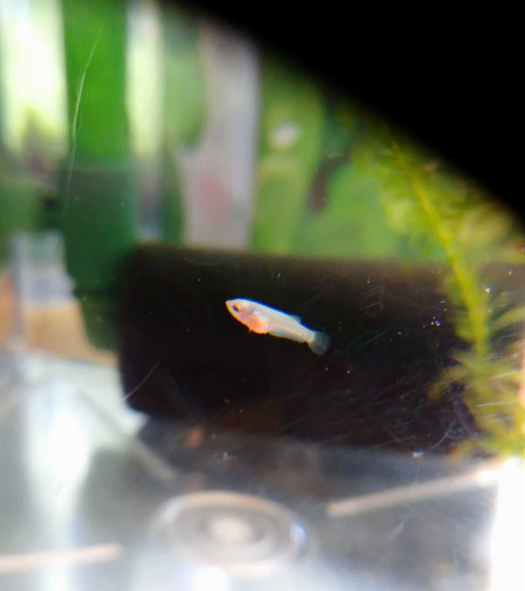 ベタ赤ちゃん Twitter Search Twitter