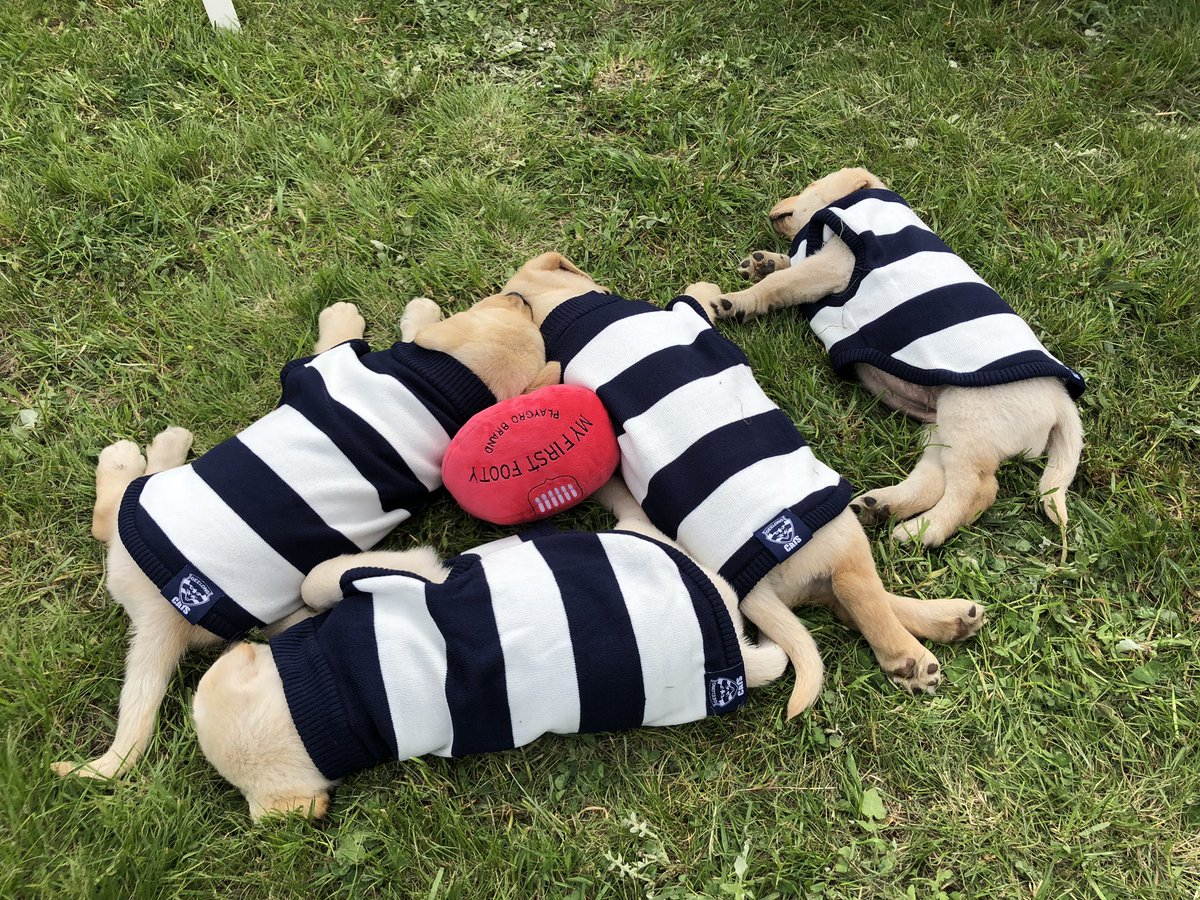 Dog of Melbourne tweet media