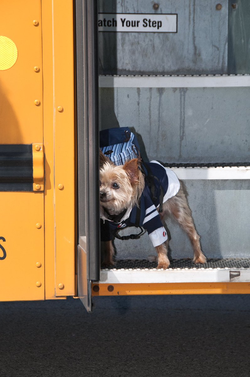 JillMonoscalco's tweet photo. Back to School Pawtraits! #Chompers #backtoschool #backpack #backtoschooloutfit #2cool4school #puppydoggyclothes
@puppydoggyclothes
@fetchportraits
#Fetchportraits https://t.co/1MsBoAtmhB