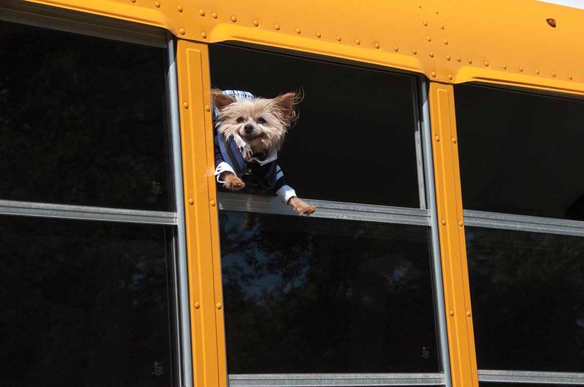 JillMonoscalco's tweet photo. Back to School Pawtraits! #Chompers #backtoschool #backpack #backtoschooloutfit #2cool4school #puppydoggyclothes
@puppydoggyclothes
@fetchportraits
#Fetchportraits https://t.co/1MsBoAtmhB