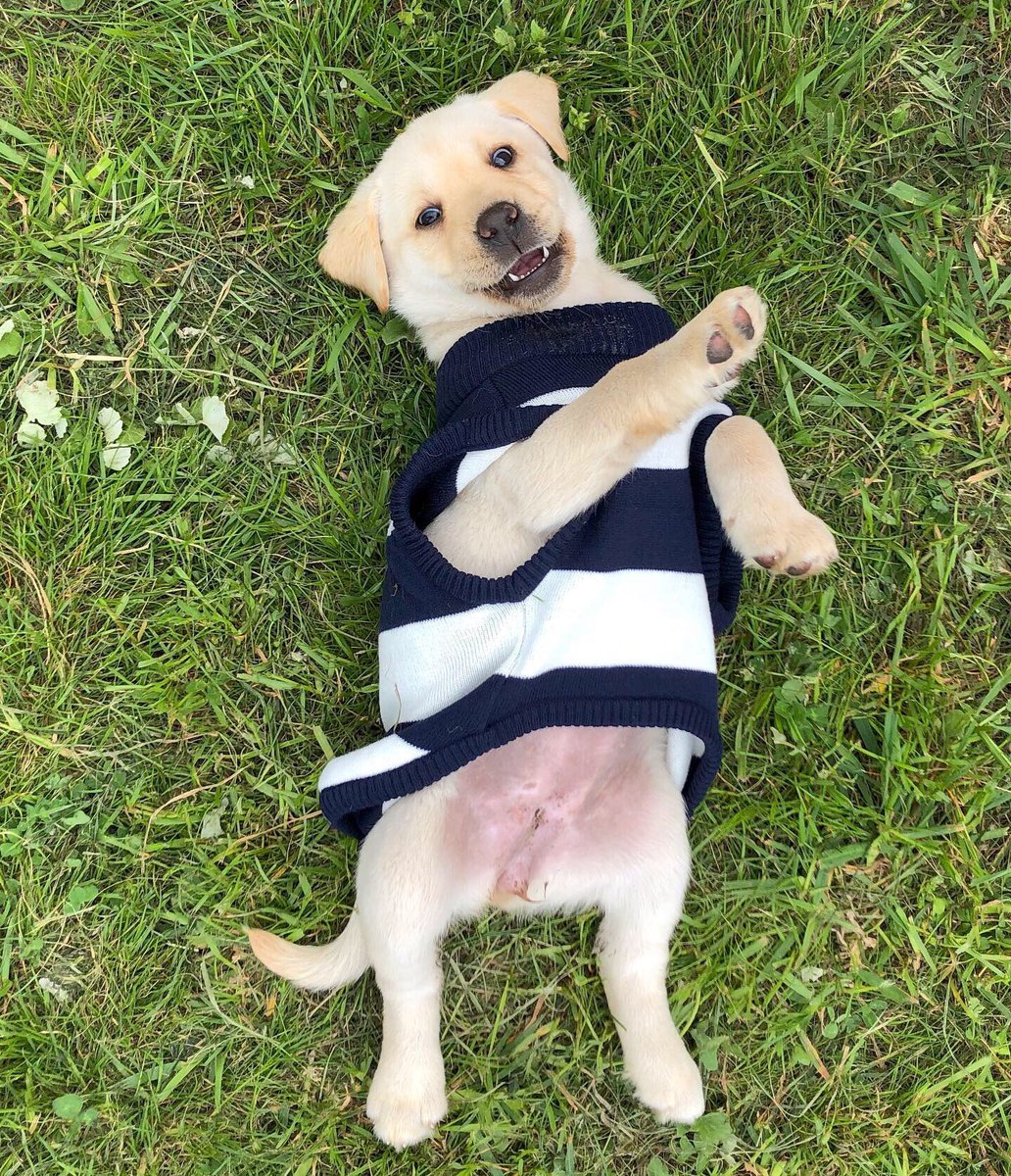 DogsofMelbourne's tweet image. Have the #GeelongCats gots this in the bag? @GeelongCats @Richmond_FC 

#AFLFinals #DogsOfMelbourne