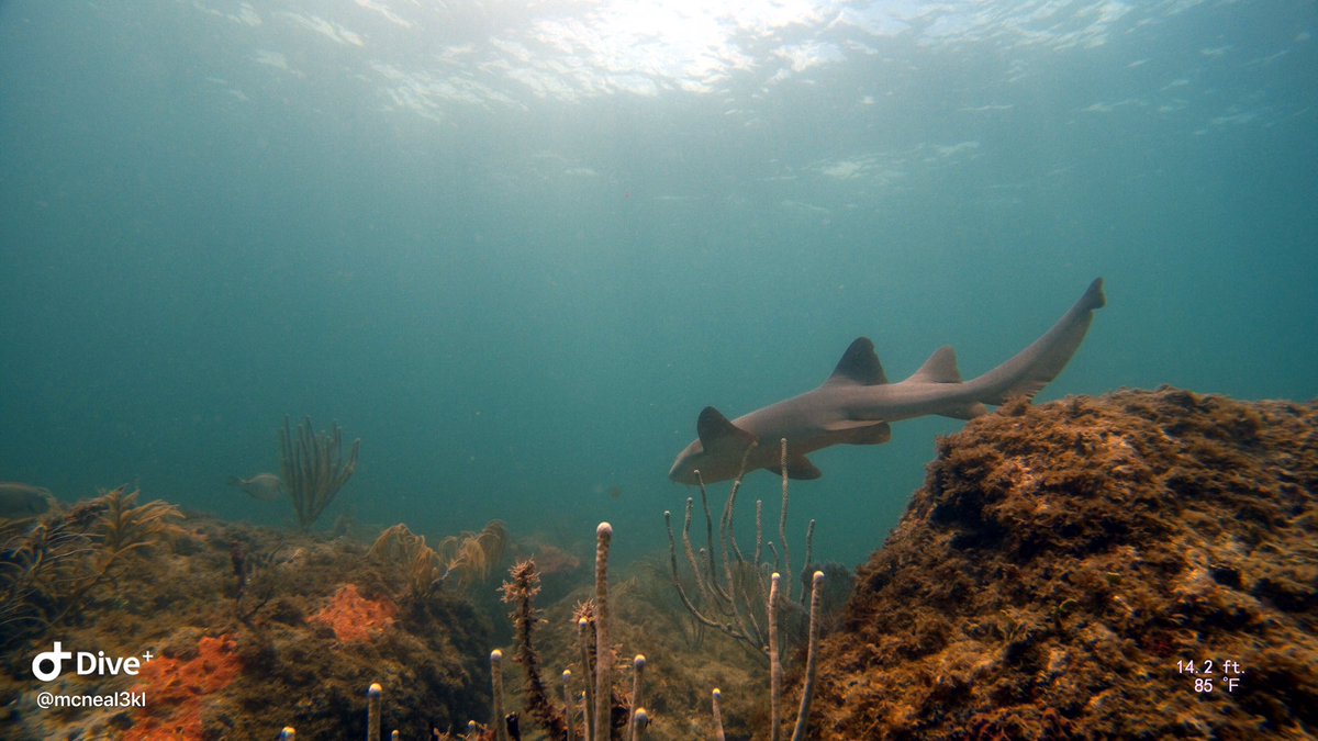 aquaticventures's tweet photo. We have a Nurse Shark that tends to meet most of the Open Water classes we teach. We have named her Natasha. #aquaticventures #scuba #scubadiving #dive #learnscuba #learndiving #learnscubadiving #learntoscuba #learntodive #saltlife #fortlauderdale #fortlauderdalebeach #divelife https://t.co/glnAomh5vW