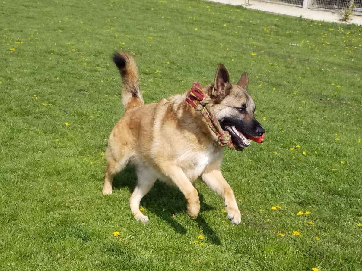Hello peeps, Harvey here as you can see I like my rope but did you know 22nutters going to hang of a rope (abseil) to raise funds for <a href="/gsrescueelite/">German Shepherd Rescue Elite ( GSRE )</a>  to help pay my kennel Bill's? Can you sponsor them please 
uk.virginmoneygiving.com/Team/GSREAbseil
This is me pweaze rt
gsrelite.co.uk/harvey-2/