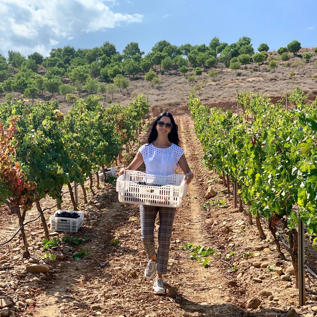 Pago de Cirsus tweet media