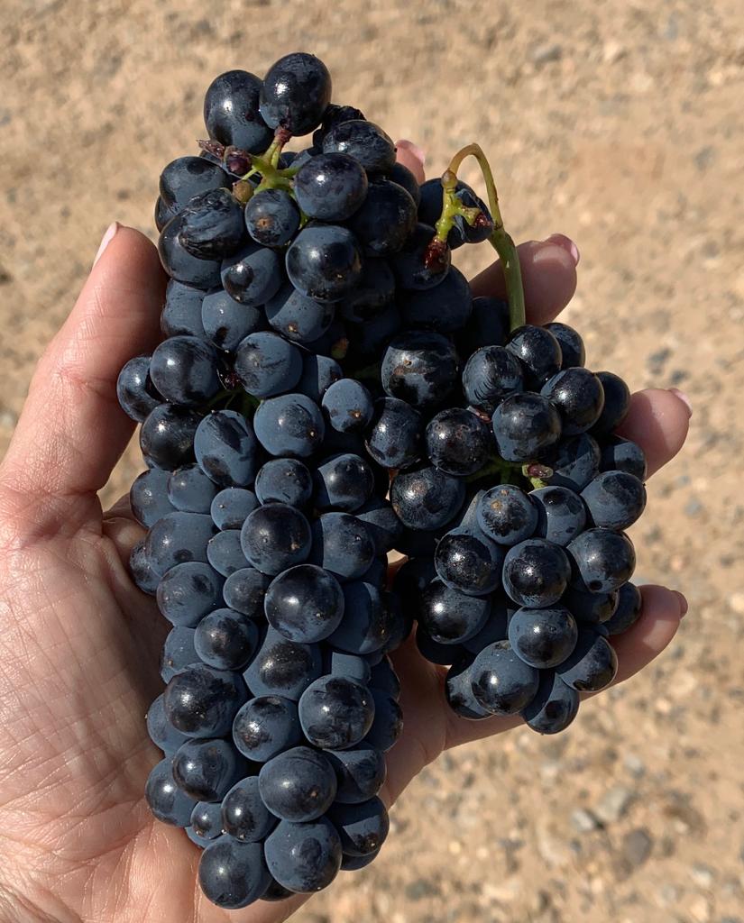 Pago de Cirsus tweet media