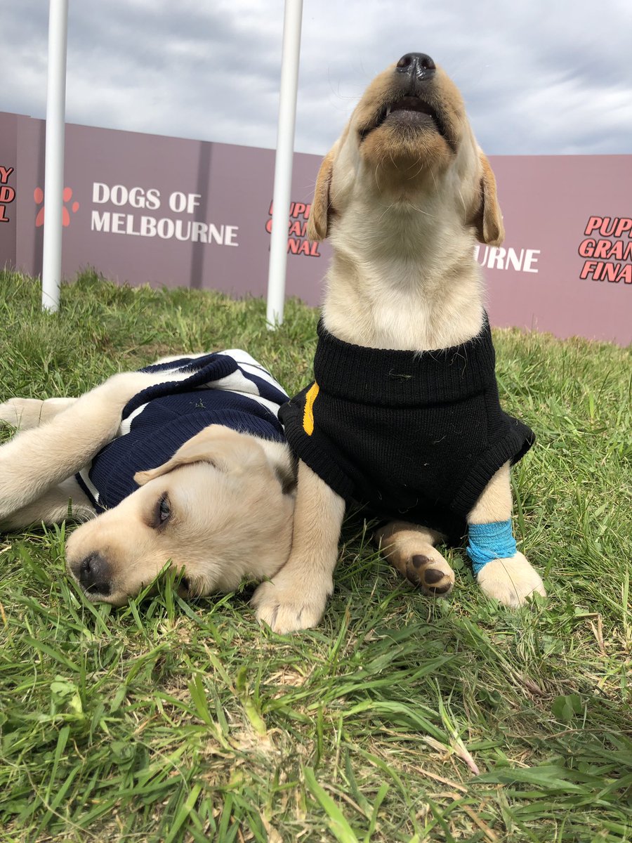 DogsofMelbourne's tweet image. Go the tigers! 🖤💛 @Richmond_FC 

#gotiges #dogsofmelbourne #AFLFinals #Tigers @GeelongCats