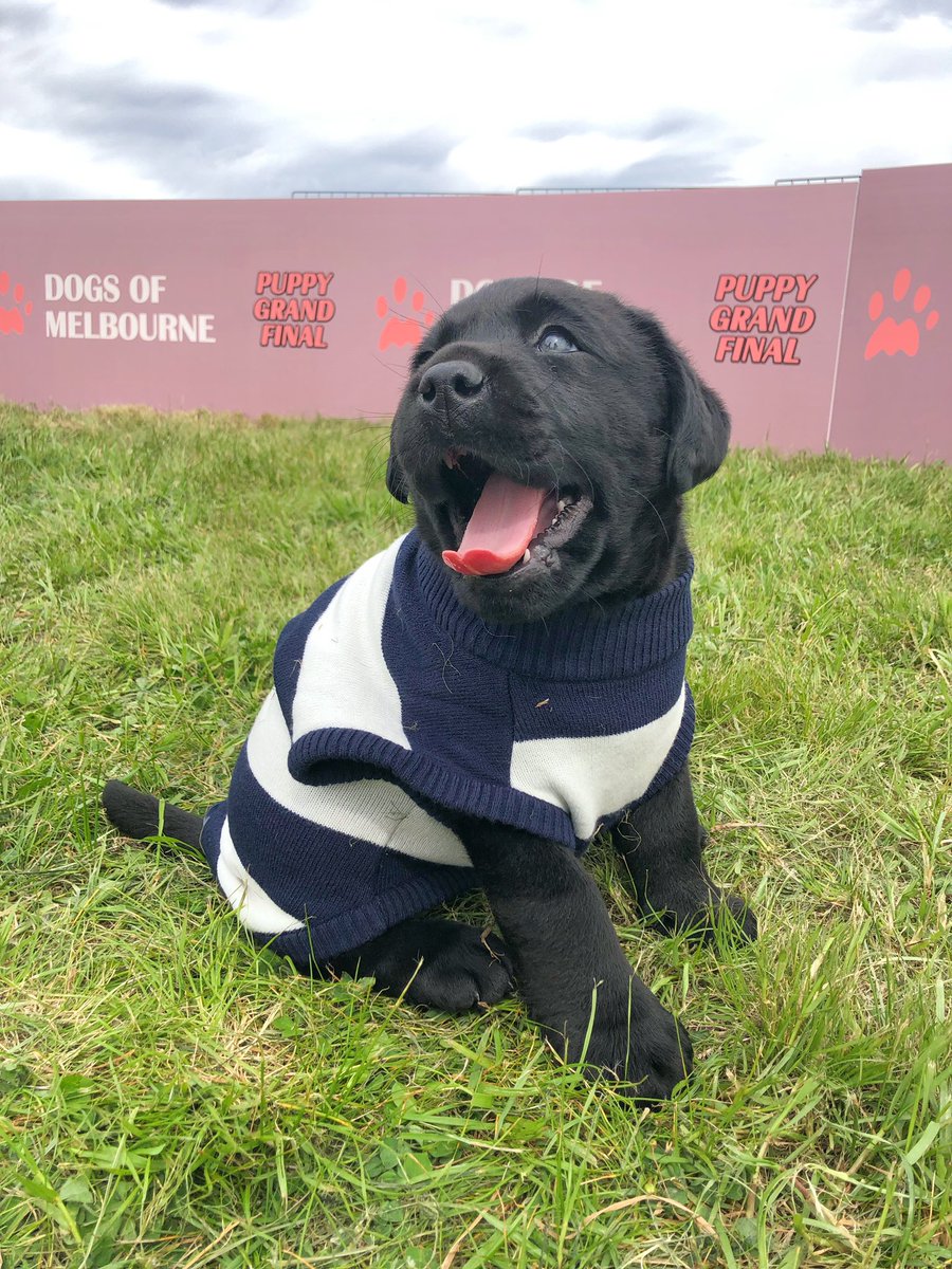 DogsofMelbourne's tweet image. GOAL! 

#AFLTigersCats #afl #AFLFinals #gotiges #geelong #cats @GeelongCats @Richmond_FC