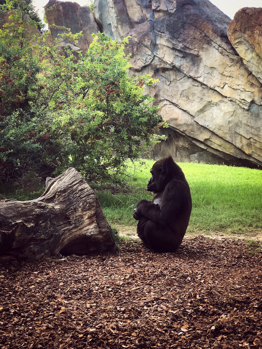 soth84's tweet photo. #Goryl nizinny / Western lowland #gorilla 
@Bioparc https://t.co/tqaujIpMtB