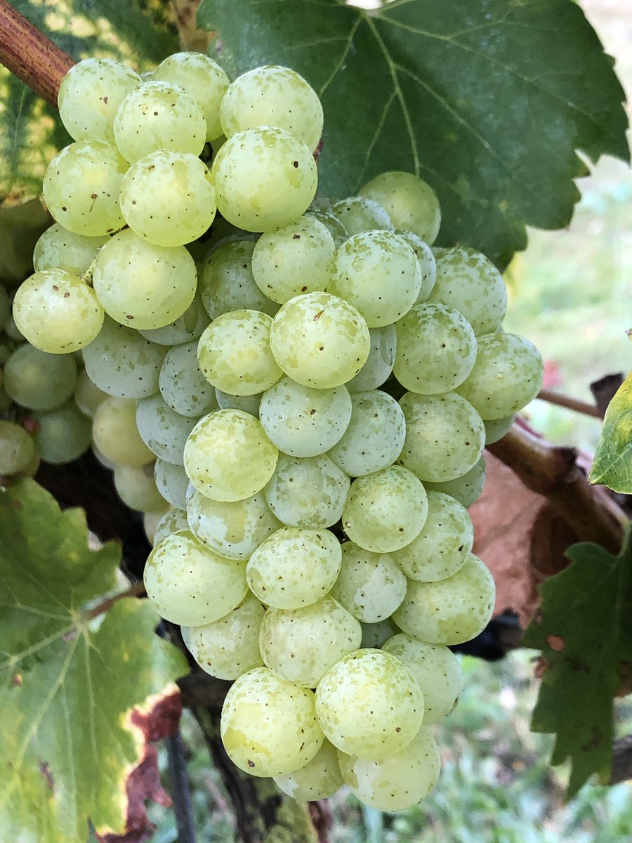 ChetVineyard's tweet photo. #harvesttime @ChetVineyard with @ukwinemaker and @ukwinemakerwife all #welcome to join us for #fun and #greatcompany TODAY!! https://t.co/dffa5oVWkj