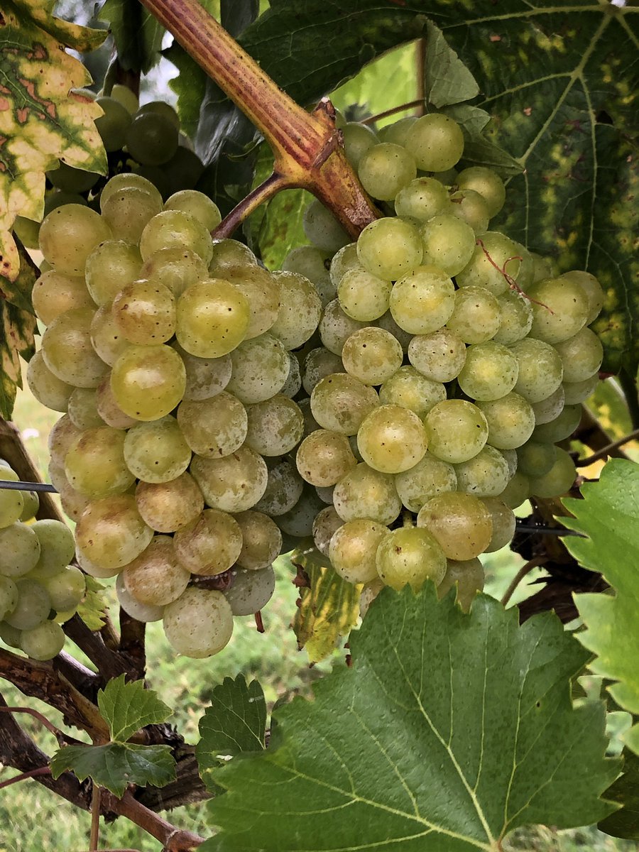 ChetVineyard's tweet photo. #harvesttime @ChetVineyard with @ukwinemaker and @ukwinemakerwife all #welcome to join us for #fun and #greatcompany TODAY!! https://t.co/dffa5oVWkj