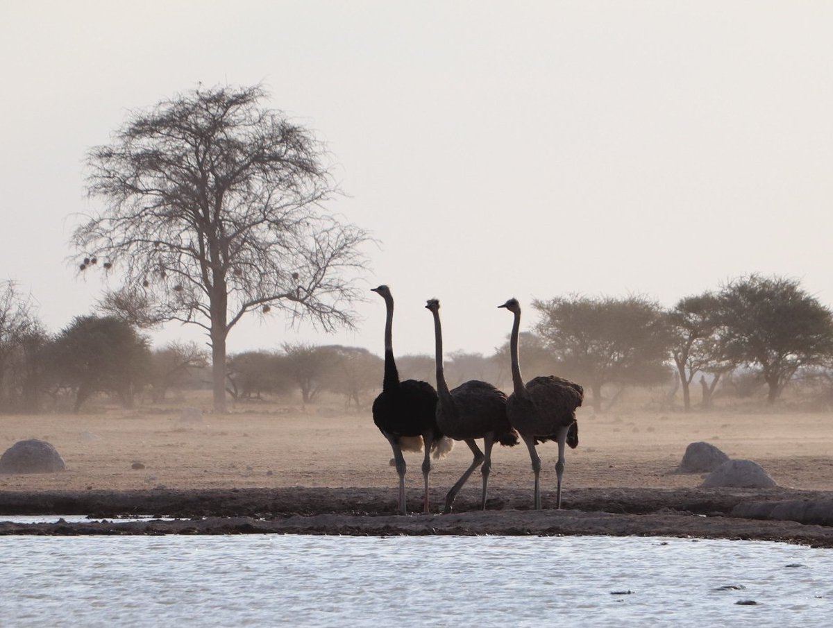 #Beautiful #Botswana #NxaiPan #NationalPark #ostrich #FridayMotivation #windy #plains #safari #holiday #wildlifephotography #naturelover 
Have a good weekend!