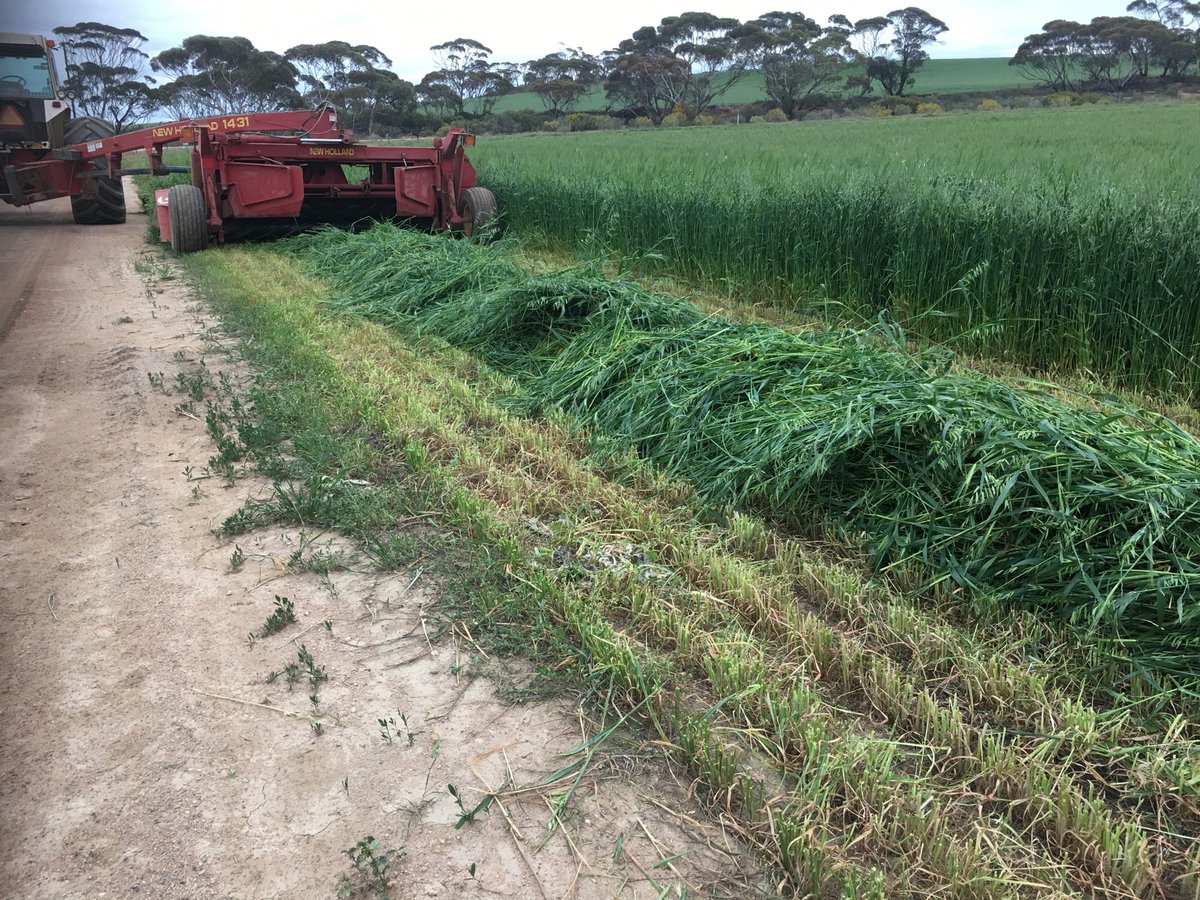 I’m cutting hay so now rain u bitch