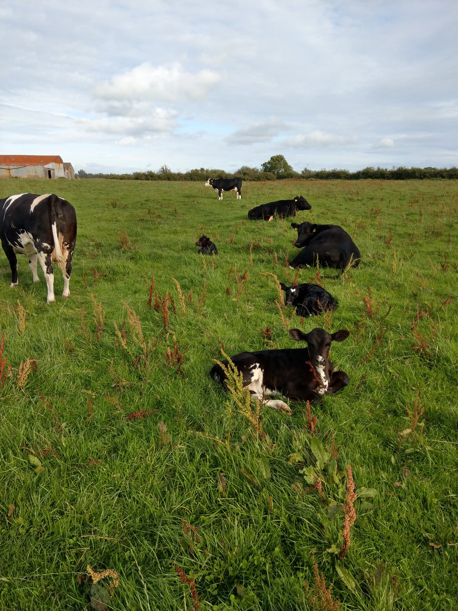 Beef farmers 
Are You going to stay producing beef at a loss ?