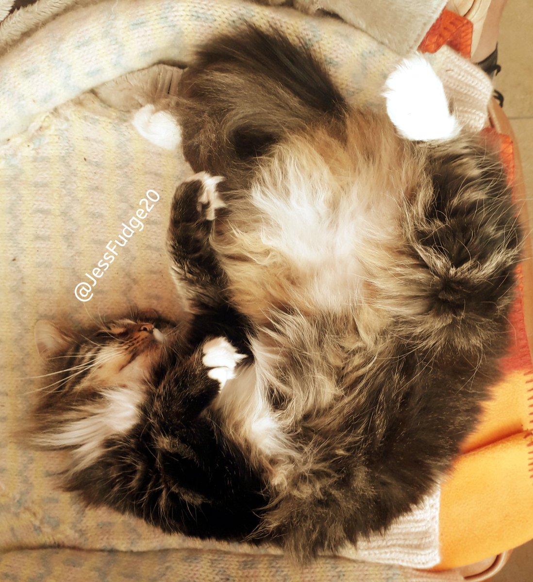 JessFudge20's tweet image. Happy #Jellybellyfriday #backatcha too Sox &amp;amp; Daisy #Jess #Tuxie &amp;amp; #Fudge #TabbyTroop #CatsOfTwitter #friyay