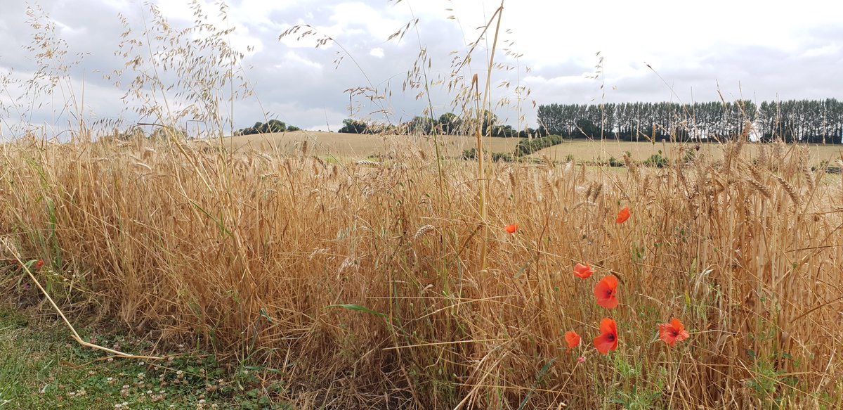 Climate Change - External Estates are committed to monitoring, maintaining and developing a diverse tree population across the University to help mitigate against the negative effects of climate change and provide a positive environment for staff and students to live and work.