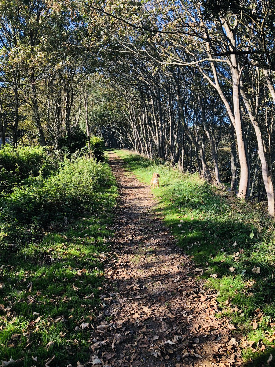 ThirdResponse's tweet photo. Oh the daily grind 😆 walking to our first meeting of the day #startitright #lifeofafreelancer #maketherules #takeyourdogtoworkdayeveryday https://t.co/hfUujQALzL