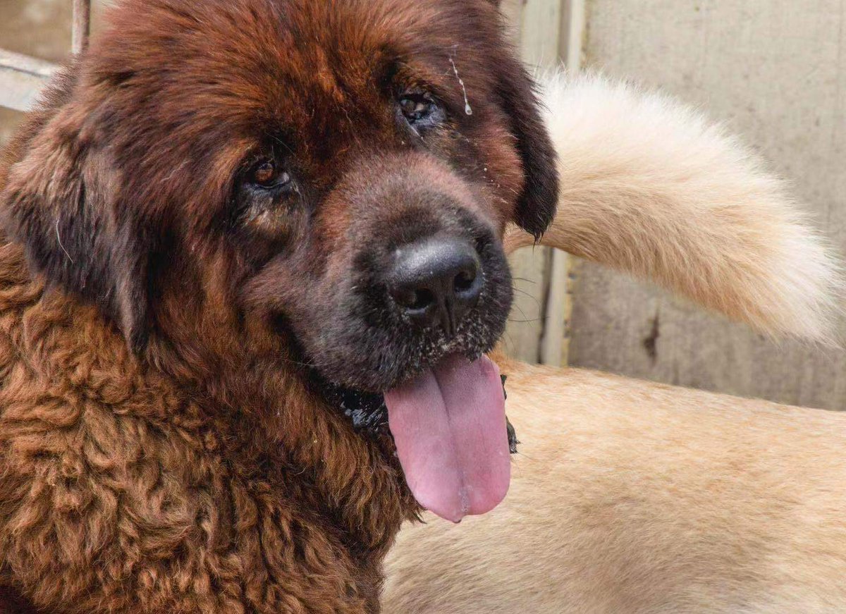 #dogbus memories,Kris & the Team tweet media