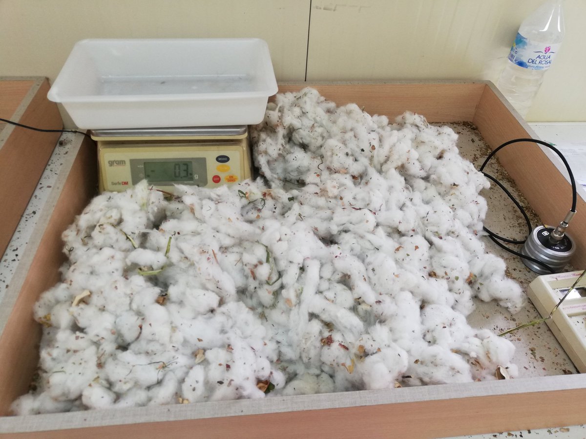 m_anguita's tweet image. #cultivoalgodon #controlcalidad #Sevilla