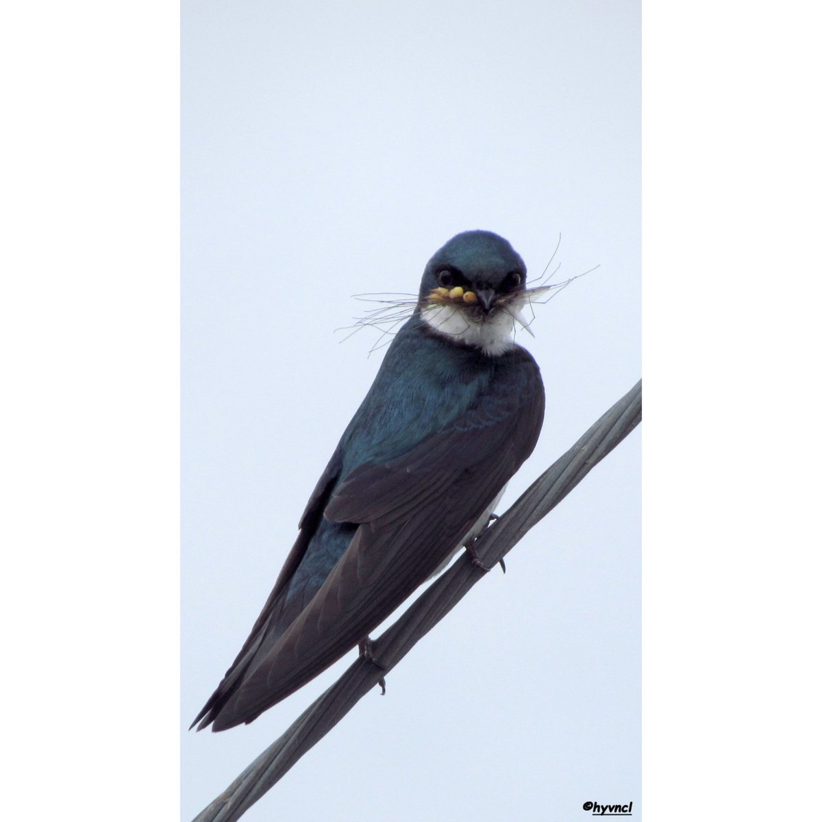 macaulaylibrary.org/asset/58382711
#treeswallow #tachycinetabicolor #cornellornithology #cornell
#16x9_birds #birdingphotography #7DM2 #400mmL #birdsoftwitter #twitcher #birdyourworld #500pxrtg #ThePhotoHour #dailyphoto #PintoFotografía #thePhotoNow #yourshot #PhotoOfTheDay #trakus