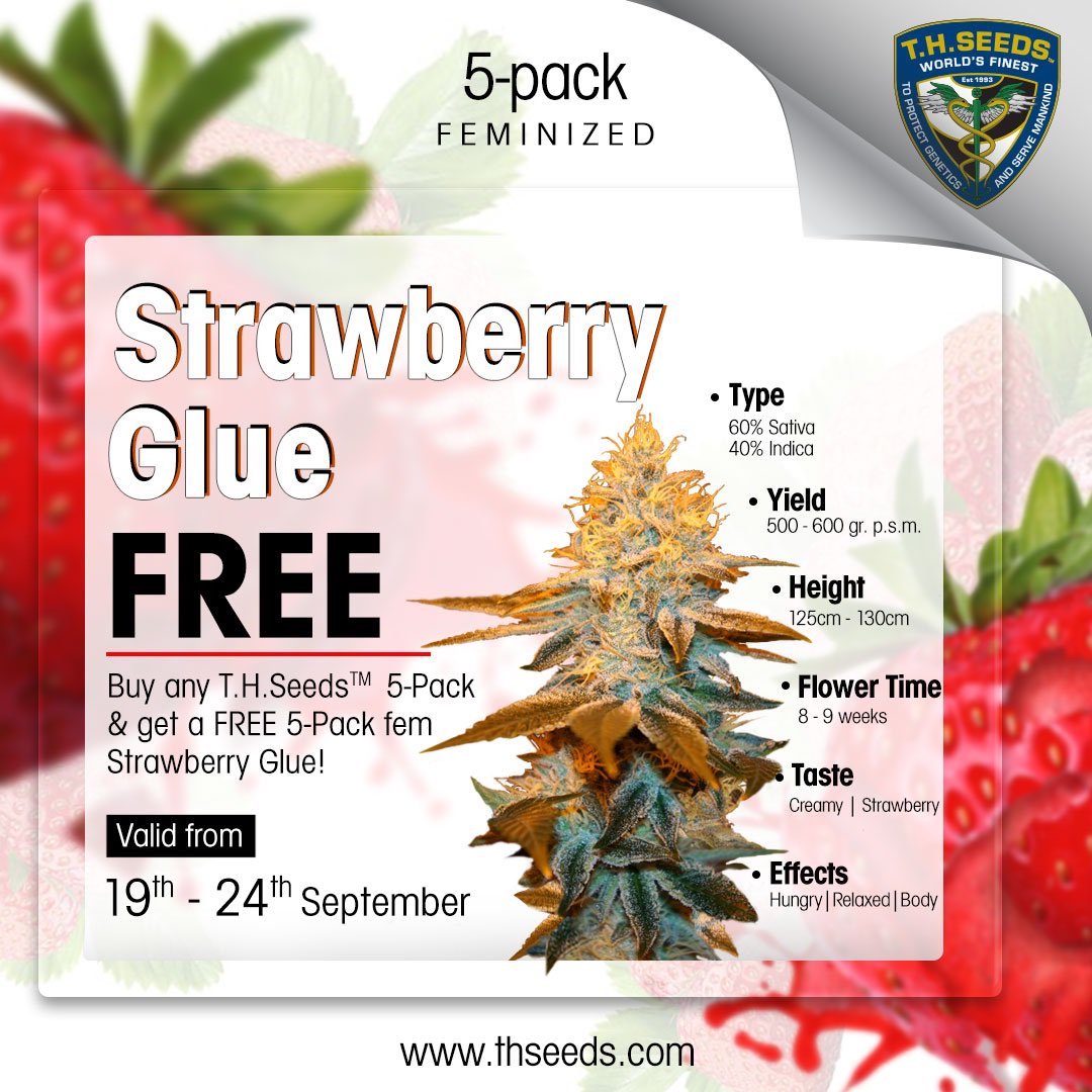 T.H.Seeds® Amsterdam tweet media