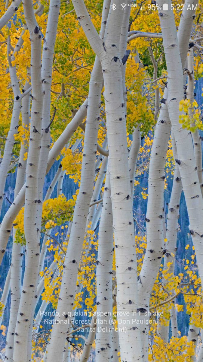 My daily Bing wallpaper, reminding me to see the forest through the trees. TGIF!!