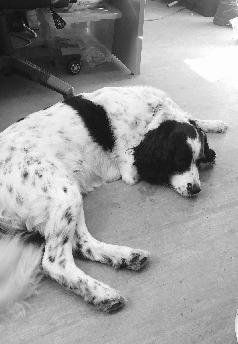 Doggy Day Care at Hardys!

#dogday #scaffolding #trades #recommend #engineeringexcellence  #doggy #daycare