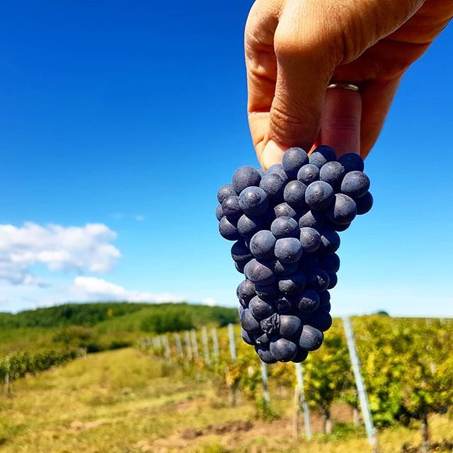 standreawine's tweet photo. Pinot noir is the next in the Pap-tag vineyard! 😊🙏🍇 #pinotnoir #paptag #vineyard #harvest #day10 #egerszalok #egerwine #egerwineregion #egerharvest #standrea #standreawinery #standreaharvest #beautiful #grapes #fruit #blessed #vintage2019 https://t.co/LBXeY6EABV