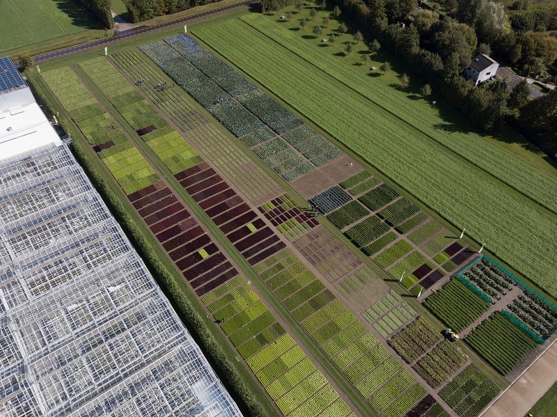 Als marktleider in sla biedt #RijkZwaan maar liefst 400 commerciële en nieuwe slarassen in alle typen. Nieuwsgierig? Maak snel een afspraak. rijkzwaan.nl/demodagen-fijn… #sharingahealthyfuture #innovation #newvarieties