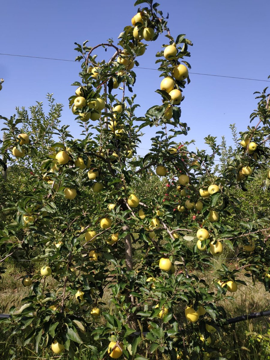 INOGO (cov), la nouvelle référence jaune du marché de la pomme !
RT, peu sensible à l'oïdium et aux pucerons lanigères, elle est top pour des plantations en BIO ou pour le Babyfood.
#inogo #novadi #pommejaune #pommebio #babyfood #vergersdedemain