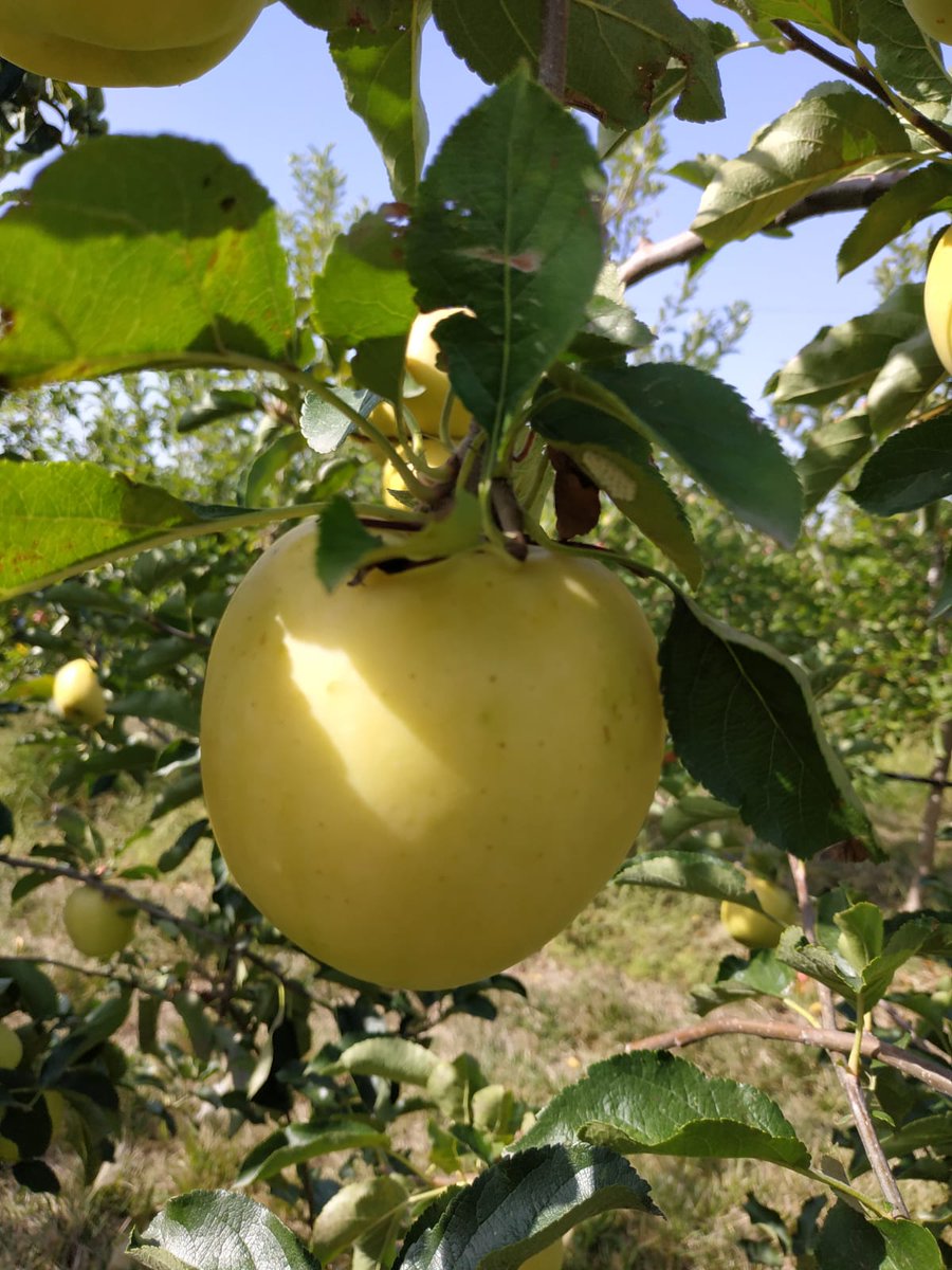 gradilis's tweet photo. INOGO (cov), la nouvelle référence jaune du marché de la pomme !
RT, peu sensible à l'oïdium et aux pucerons lanigères, elle est top pour des plantations en BIO ou pour le Babyfood.
#inogo #novadi #pommejaune #pommebio #babyfood #vergersdedemain https://t.co/L9ui7csVkb