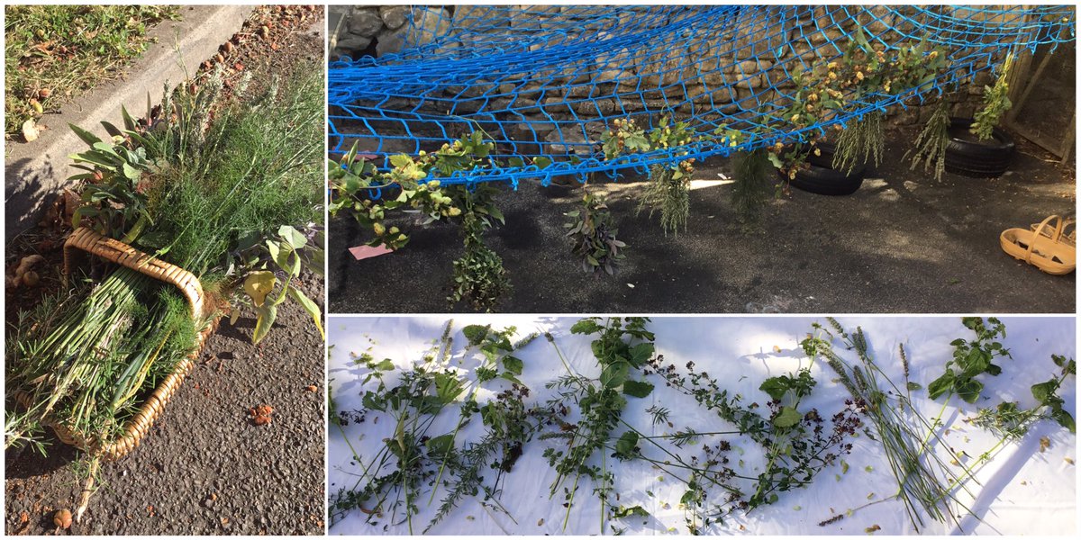 snap_forest's tweet photo. After an early morning forage the hop hedgerow and herbarium is set up for toddlers @snapgrosvenor to explore. A full sensory experience and an opportunity to practise some picking of their own. #snapforest #outdoorlearning https://t.co/5L6R26VEnS