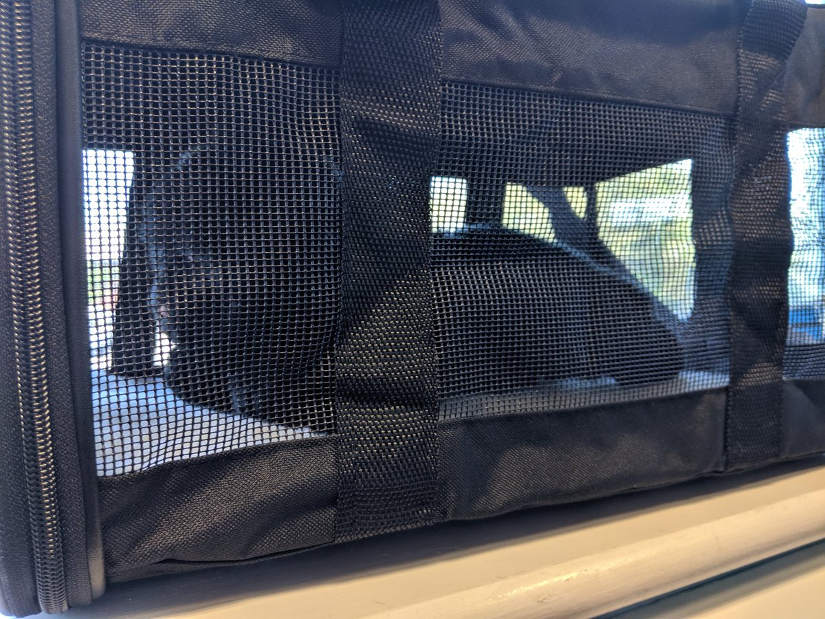 officialhowsei's tweet photo. #FakeAddie is trying out #AdmiralCat's new carry case. Initially impression is it's more airy. https://t.co/qhwBubx27B