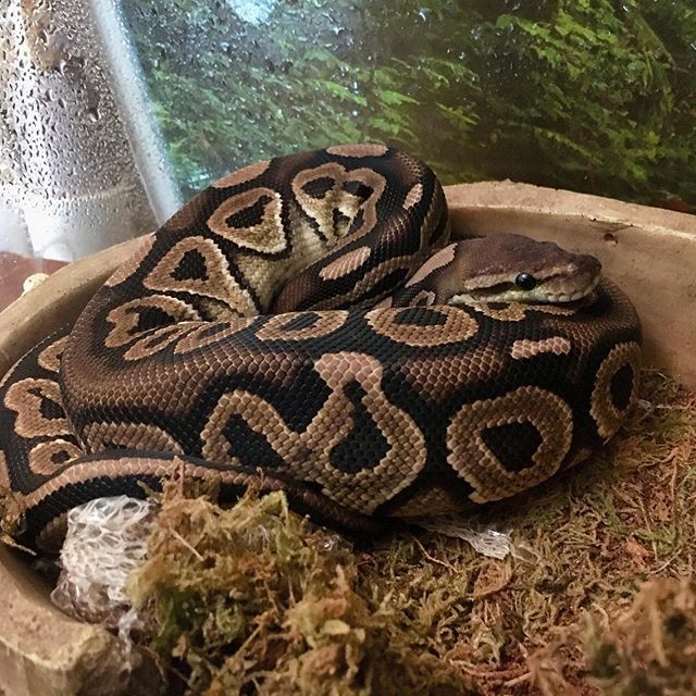 djesonis's tweet image. Somebody had a good shed. #ballpythonsofig #snakesofinstagram #cinnamonballpython ift.tt/31JeclS