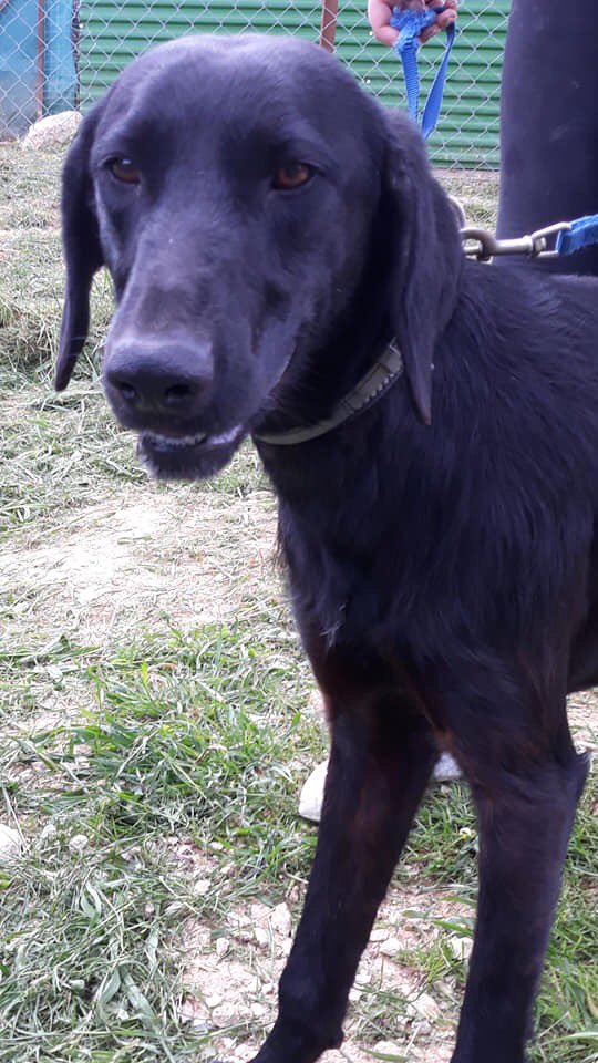 cyprus dog rescue and rehoming