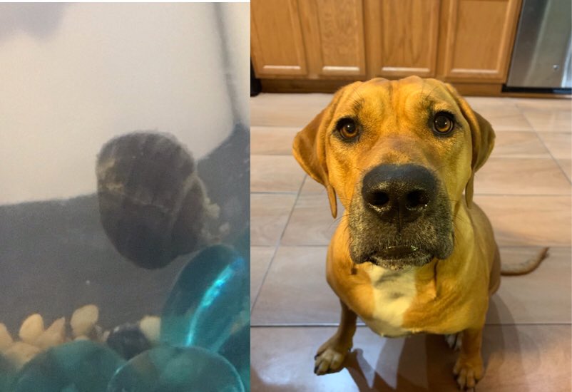 bean_snail's tweet photo. Pics with DBFF πππΆ (dog best friend forever)
#snail #snails #dog #dogs #bff #best #friend #friends #bestfriend #bestfriends #bestfriendsforever #class #classroom #rymfire #rymfirebeepbeep @RymfireBeepBeep
- brenna ππππ https://t.co/eXZ7RZCaFd