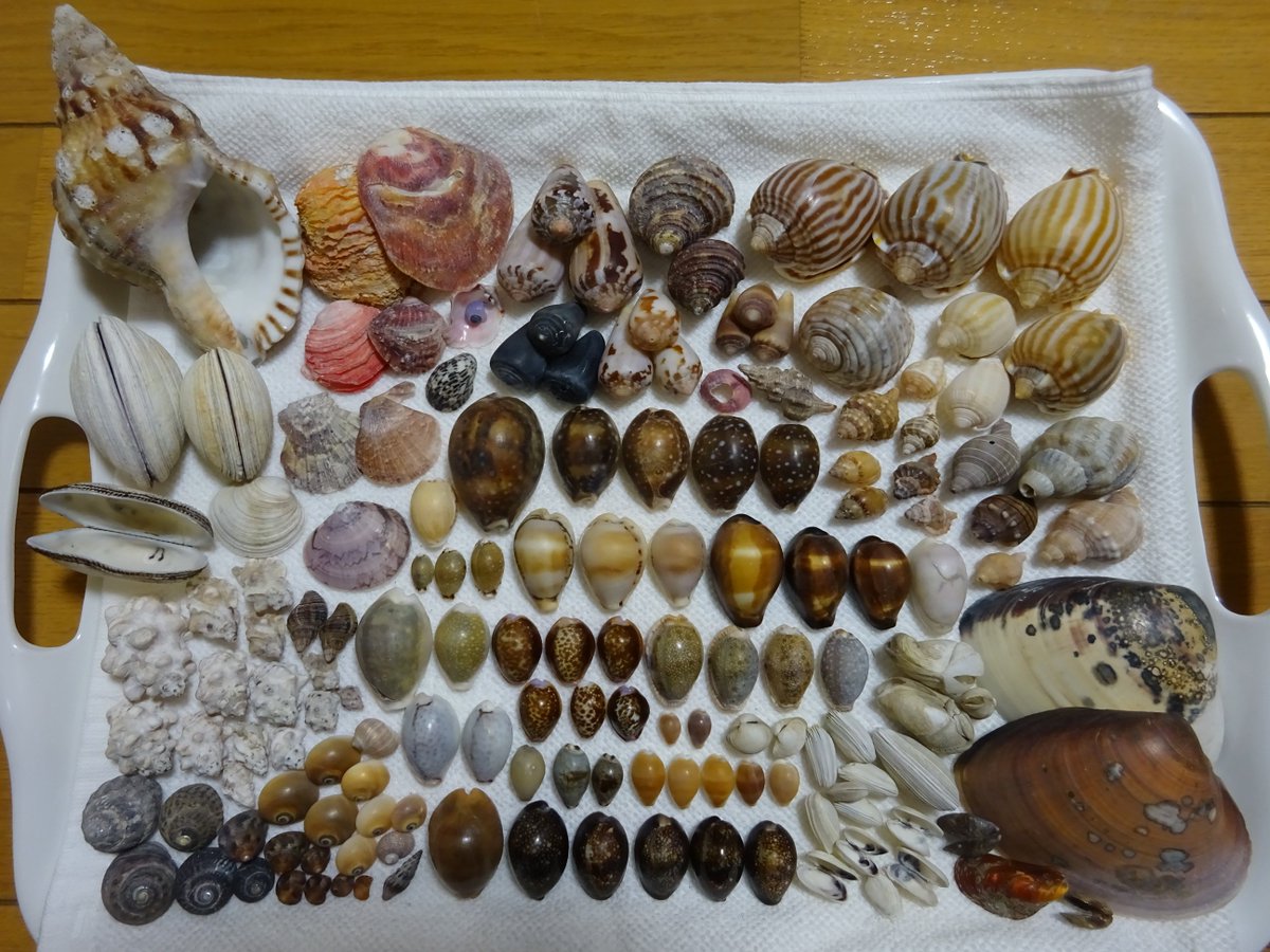 ぬいぐるみ on X