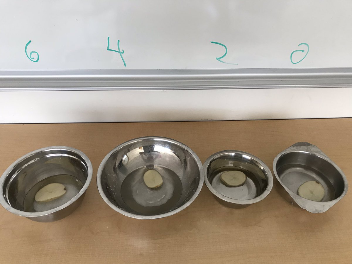 Turning the kitchen into a science lab <a href="/YouvilleCentre/">Youville Centre</a> with some simple investigations into osmosis. <a href="/StNicholasAdult/">St. Nicholas Adult High School</a> <a href="/CapoOttawa/">Philip Capobianco</a>