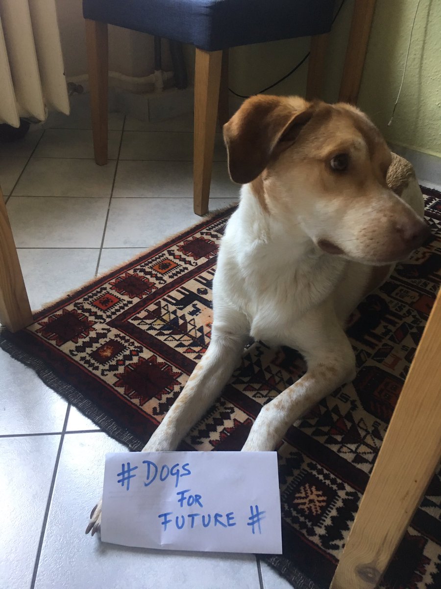CoolCookin's tweet photo. #dogsforfuture #FridaysForFuture https://t.co/GzJnal5TYA