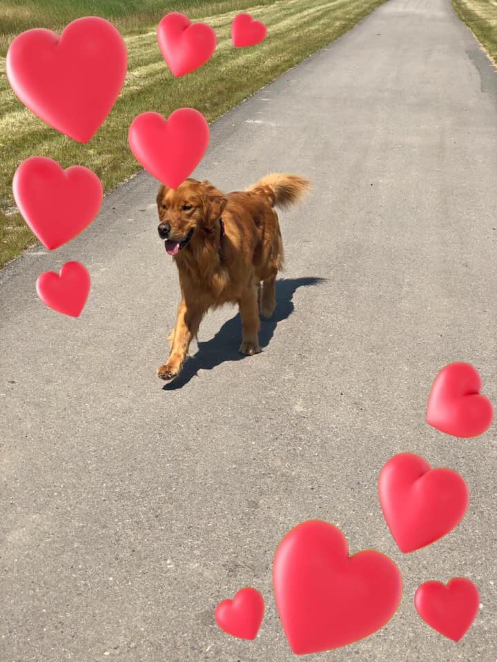 CherylHerperger's tweet photo. Happy 2nd Birthday Brewster 🎂🎉🐾🥳 #brewster #birthdayboy #2ndbirthday #goldenretriever #goldenretrieversofinstagram #yycdogs #calgarydogs #dogsofcalgary #yycdogsofinstagram #yycdogs🐾 #hungarianhound #brewsterboy #gooddog #happybirthday #birthdayweekend #loveofmylife https://t.co/5rquhz4GAd