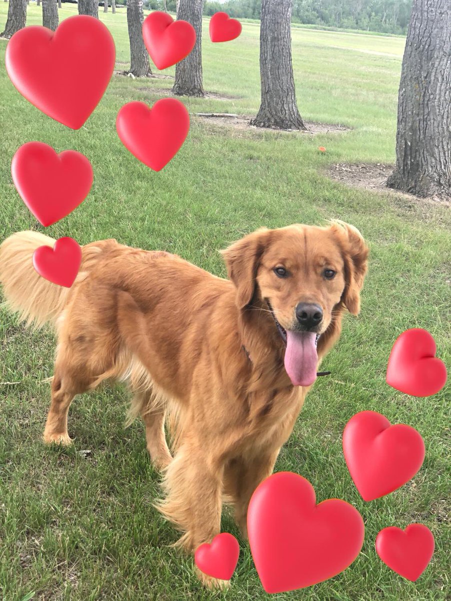 CherylHerperger's tweet photo. Happy 2nd Birthday Brewster 🎂🎉🐾🥳 #brewster #birthdayboy #2ndbirthday #goldenretriever #goldenretrieversofinstagram #yycdogs #calgarydogs #dogsofcalgary #yycdogsofinstagram #yycdogs🐾 #hungarianhound #brewsterboy #gooddog #happybirthday #birthdayweekend #loveofmylife https://t.co/5rquhz4GAd