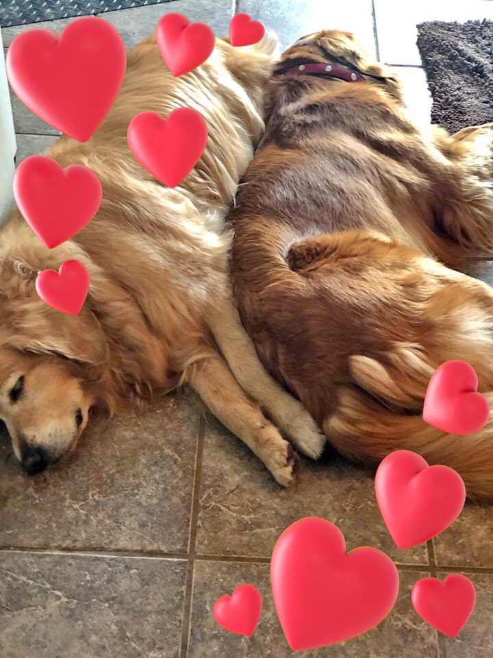 CherylHerperger's tweet photo. Happy 2nd Birthday Brewster 🎂🎉🐾🥳 #brewster #birthdayboy #2ndbirthday #goldenretriever #goldenretrieversofinstagram #yycdogs #calgarydogs #dogsofcalgary #yycdogsofinstagram #yycdogs🐾 #hungarianhound #brewsterboy #gooddog #happybirthday #birthdayweekend #loveofmylife https://t.co/5rquhz4GAd