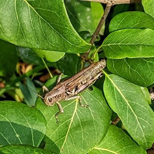 Look who I found hiding in the bushes. I guess a week at #Yellowstone with @austinadventures turned me into a real #naturelover! #hosted #tmom #tbex #travel #grasshopperpose ift.tt/2IftC9G