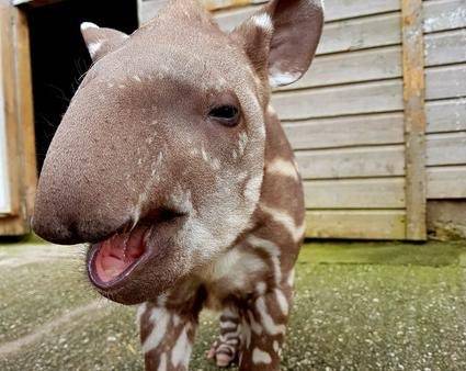 babytapirs tweet picture