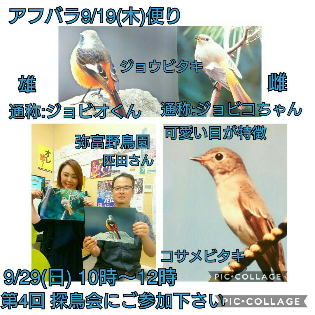 エフエムななみ にしおわりえふえむ در توییتر 渡り鳥の秋 南下中の夏鳥サンショウクイやコサメビタキ等が例年より早く飛来 また冬鳥コガモが9 19に観測され 日によって観測できる去る夏鳥の違い 来る冬鳥との入替えも楽しめるこの時期ならではの探鳥会へぜひ