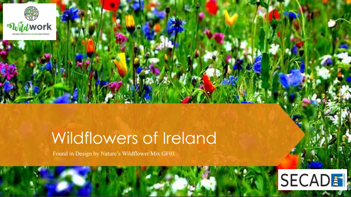 wildworkers's tweet photo. Hi #CSRAwards2019 attendees! Like to know a bit more about the wildflowers in your Wild Work seed pack? We put together a presentation on them https://t.co/teu4oW635b https://t.co/97wQucXP8e