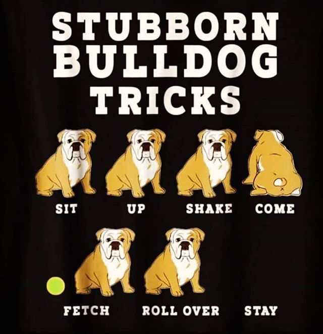BrewtusRoasting's tweet photo. Good 'ol Bulldogs ❤
.
.
#bulldogsofinstagram #bulldog #gooddog #coldbrew #coldbrewtus #dogs #nitrocoldbrew #nitro #bestfriend #English @
Reposted from @coldbrewtus #fresh #pourover #craftcoffee #coffee #coffeedaily #coffesh #coffeeyouneed #specialtyc… https://t.co/8kTIT9aEwI https://t.co/OhENiY7kQH
