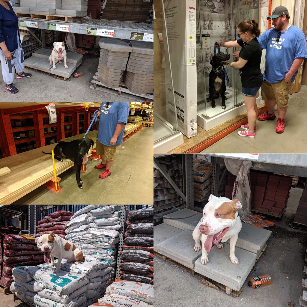 BLK9MD's tweet photo. "Duke" the Pitty and "Odin" the Great Dane having fun with place while walking around Home Depot. https://t.co/s2lf1gc73X