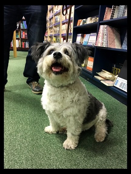 We are a dog-friendly bookshop. Shout out (woof out?) to the adorable Scruffy, who visited us this lunchtime! #dogsinbookshops #realbookshops #heffers