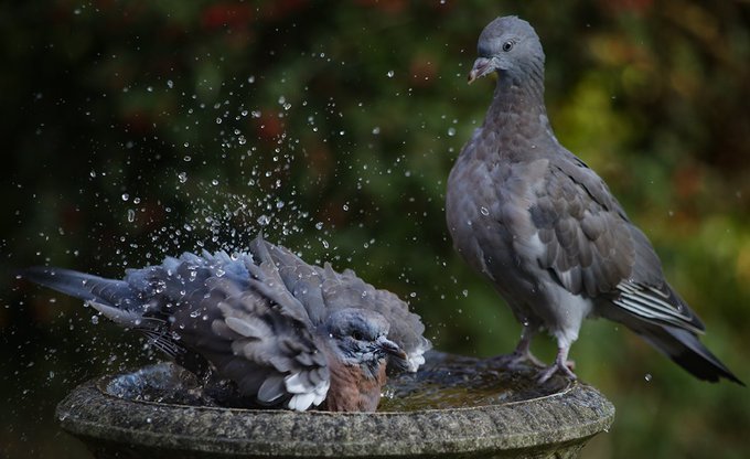 MT Lewis Outing @LewisOuting 'There you go again with the splashing in the bath' #Yorkshire